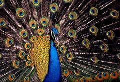 peacock plumage