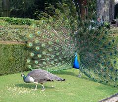 peacock displaying plumage