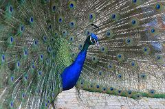 peafowl displaying its feathers