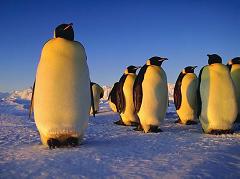 penguins in Antarctica