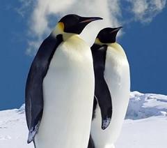 What Do Penguins Eat and How Big do Penguins Get?