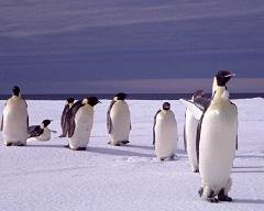 Why Do Penguins Live in Antarctica at the South Pole