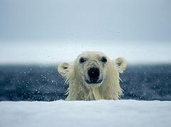 polar bears have an excellent sense of smell