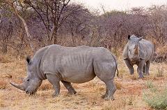 white rhinoceros