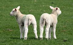 Why Do Sheep Farmers Chop of their Lamb's Tails