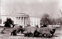 When Were Sheep Kept at The White House