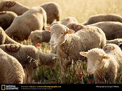 How Was the Sheep Important in the History of Agriculture