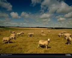 How Many Different Species of Sheep Are There in the World