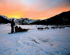 sled dogs