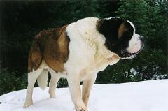 st. bernard dog