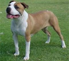 Staffordshire Terrier