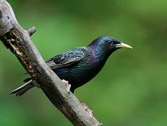 Mozart had a starling