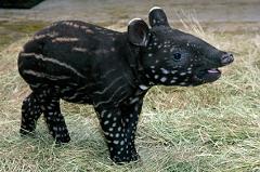 Where Does the Tapir Come From