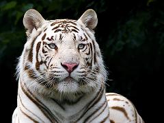 white tiger