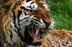 tigers sometimes eat people