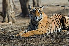 tigers pee on trees to mark their territory