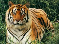 tigers are solitary animals