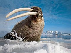 Why do Walruses Have Such Big Tusks