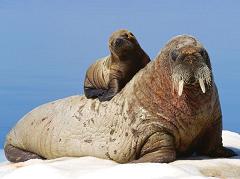 How Long Does a Walrus Live For and Do Walruses Mate and Reproduce on Land or in the Water