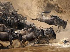 How Did the Wildebeest Get its Name