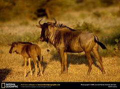 What is a Gnu