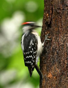 woodpecker pecking a tree