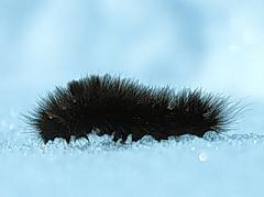 arctic woolly bear caterpillar