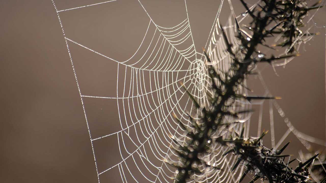 cobweb with dew