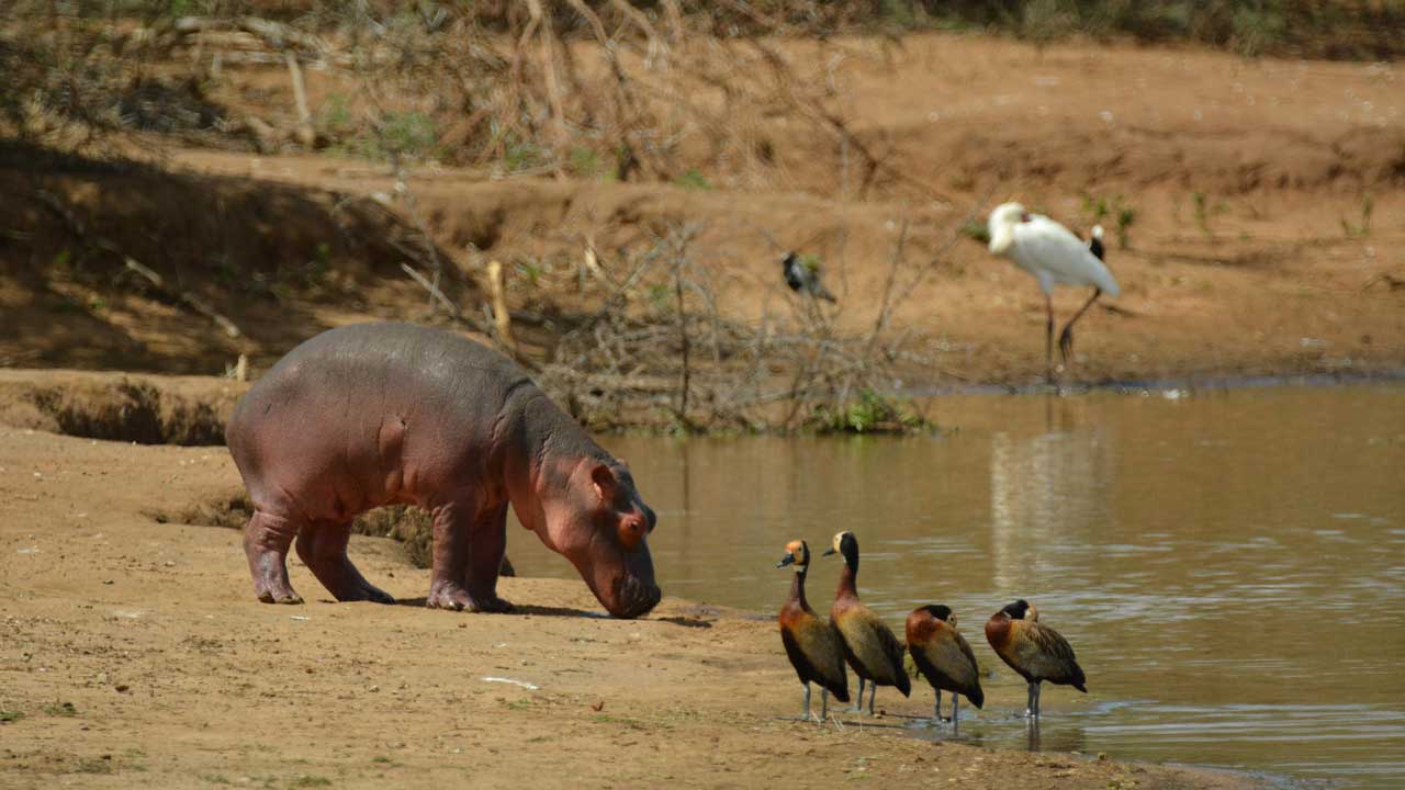 baby hippo near the water