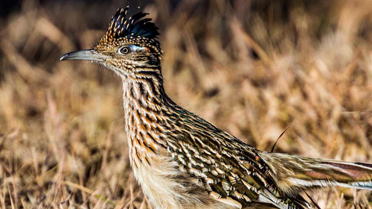 roadrunner thinking about stuff