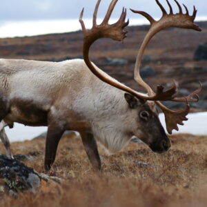 are caribou the same as reindeer and what is the difference scaled
