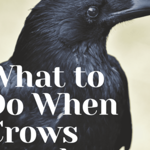 are crows urban birds and how do we get rid of them