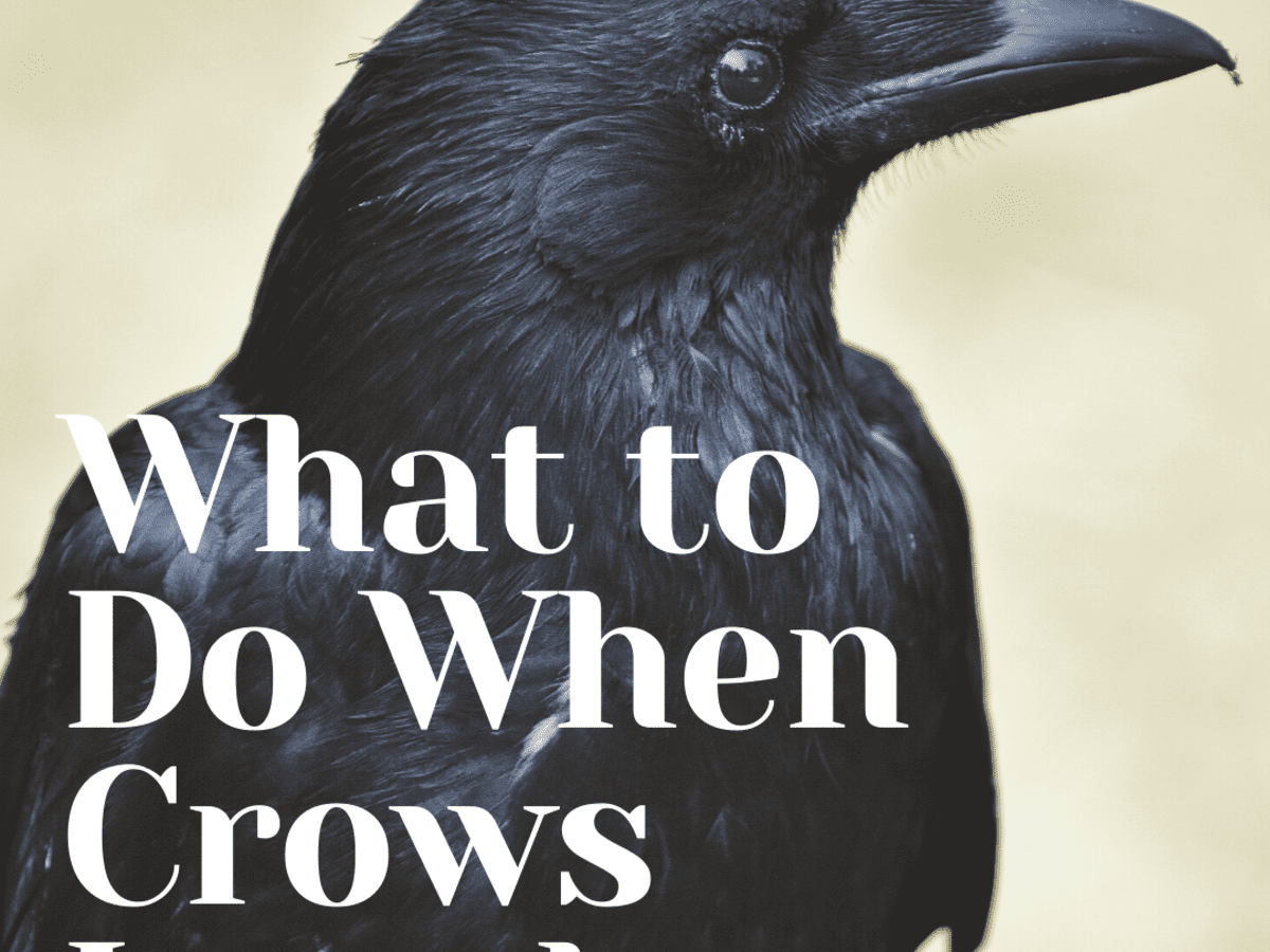 are crows urban birds and how do we get rid of them