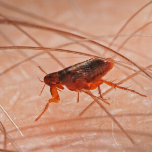 are dust mites a type of flea or another type of insect