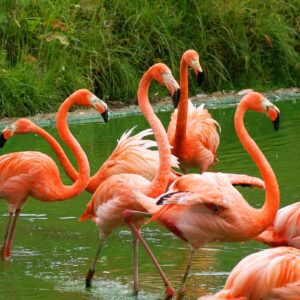are flamingos pink only because they eat pink shellfish