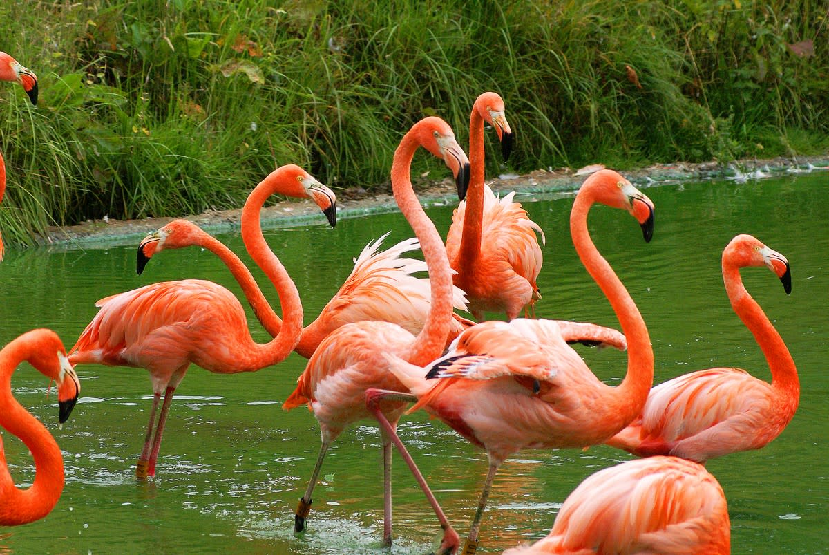 are flamingos pink only because they eat pink shellfish