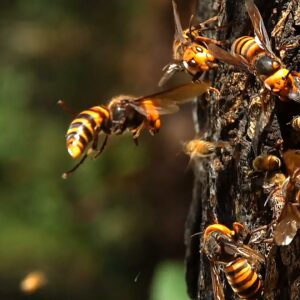 are killer bees more poisonous or dangerous than regular bees