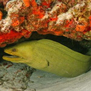 are moray eels dangerous