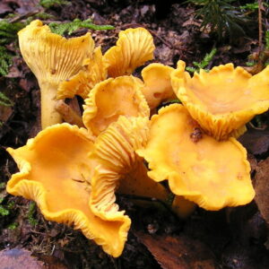 are mushroom plants or fungi and what is the difference between a plant and a fungus