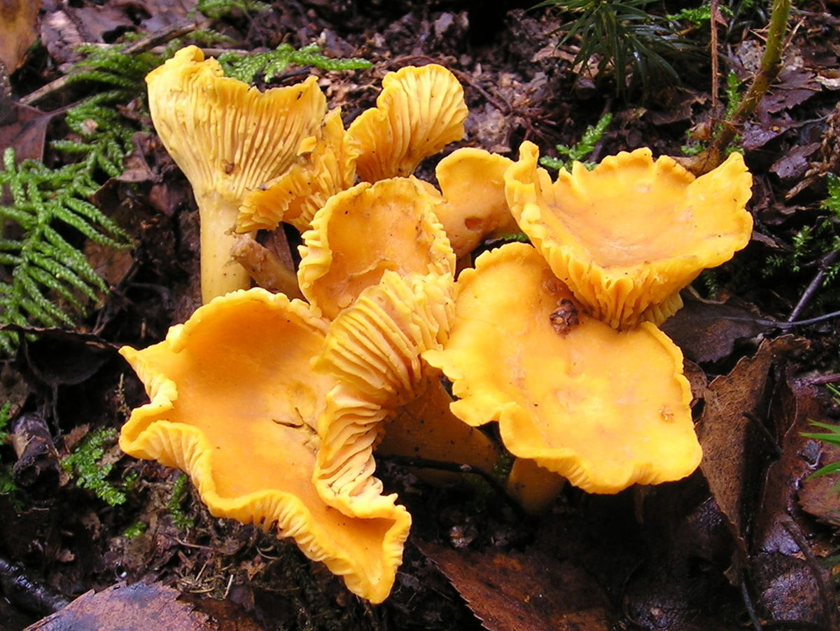 are mushroom plants or fungi and what is the difference between a plant and a fungus