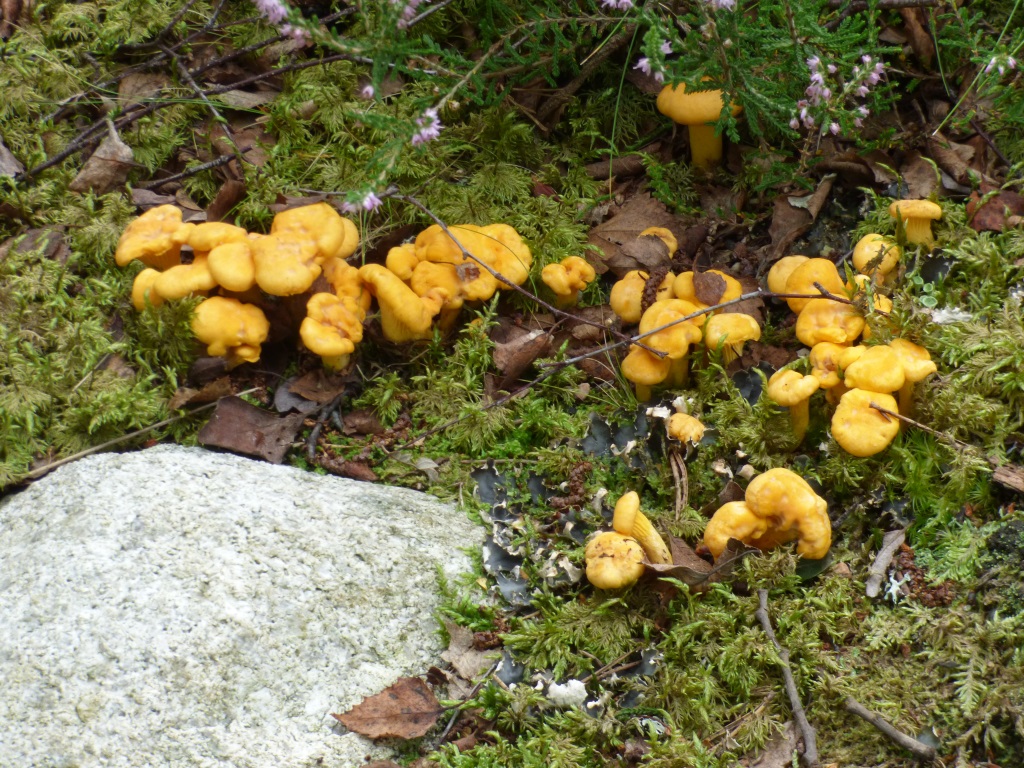 are mushrooms aphrodisiacs or is the old adage a myth