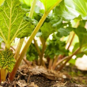 are rhubarb leaves toxic to humans