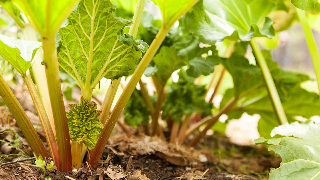 are rhubarb leaves toxic to humans