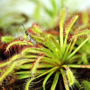 are there any carnivorous plants that are harmful to humans