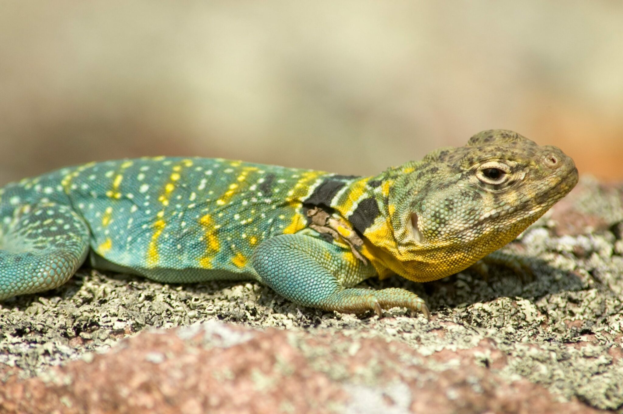 can a lizards tail grow back if it is broken off or bitten by a predator scaled