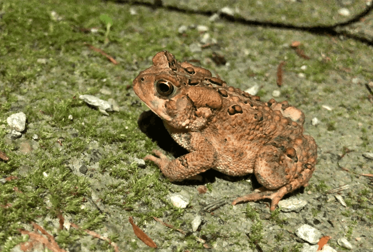 can a toad give you warts