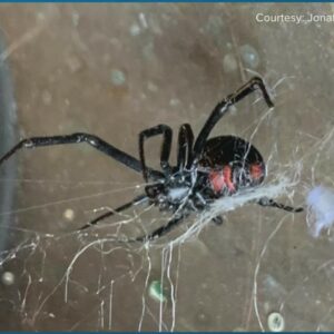 can you die from a black widow spider bite