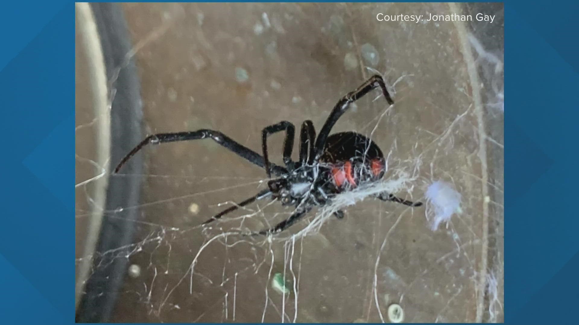 can you die from a black widow spider bite