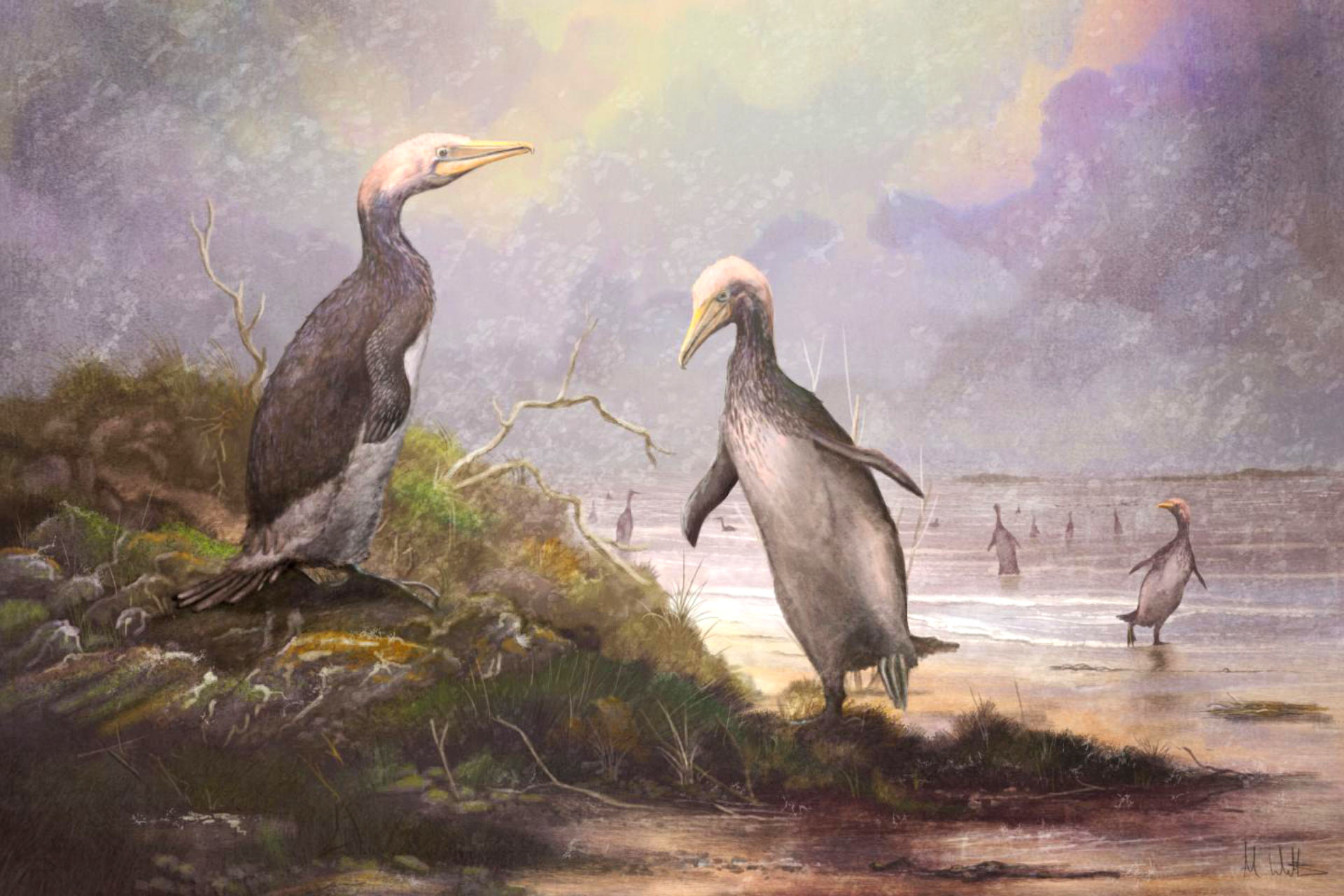 could penguins ever fly before they became flightless birds