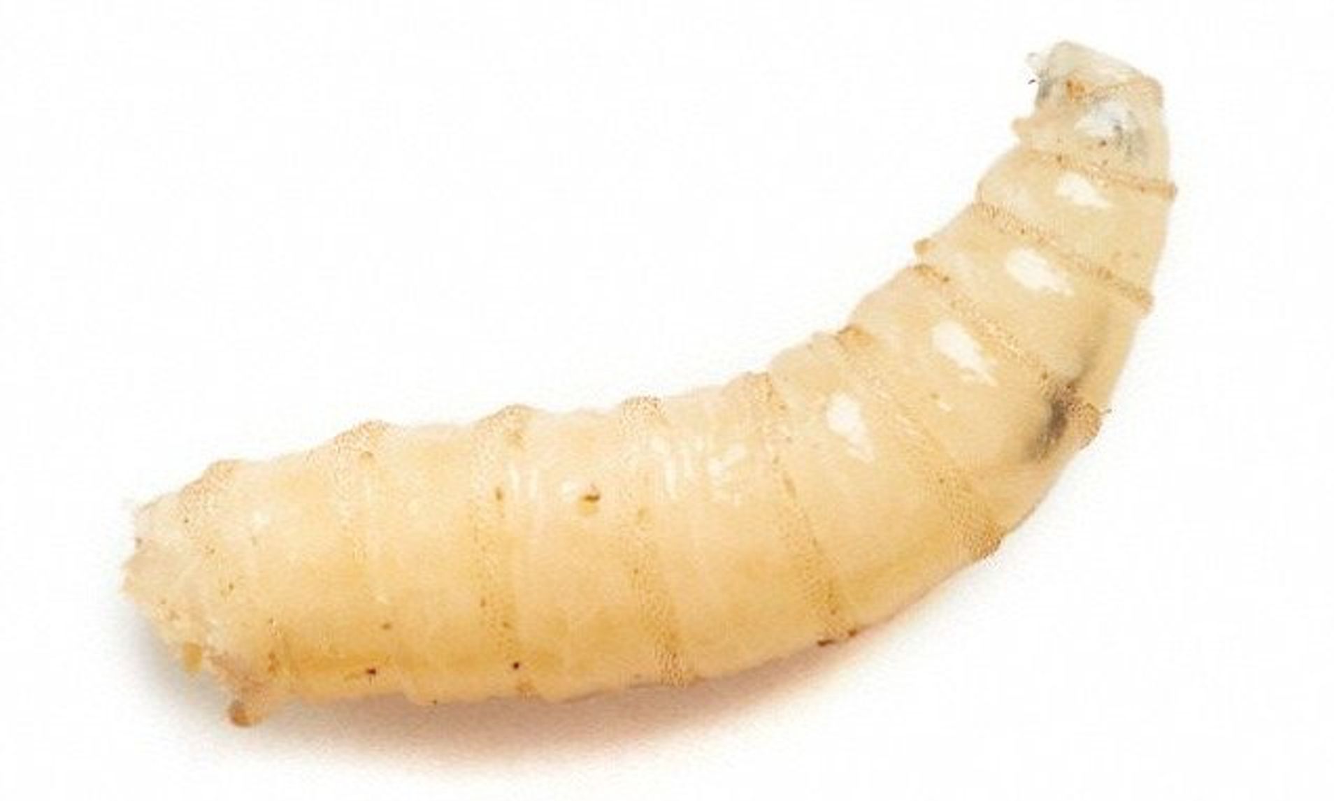 did doctors once use maggots to cure infections and help heal wounds